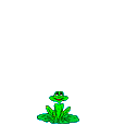  funny frog  animation