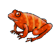 orange frog   animation