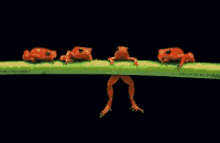 frogs on a branch  animation