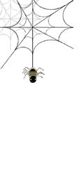 web and spider  animation