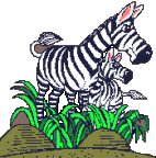 zebras animation