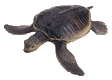  turtle animation