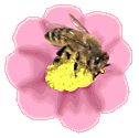 bee getting nectar animation