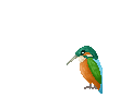 kingfisher animations