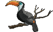 toucan  animations