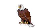 eagle animations