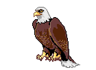 eagle with muscles animations