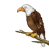 eagle animations