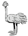 ostrich  animations