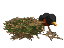 bird building a nest animations