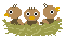 nest of birds animations