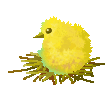 chick on nest animations
