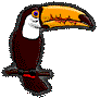 toucan animations