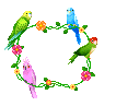 budgies animations