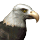 bald eagle  animations