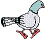 pidgeon  animations