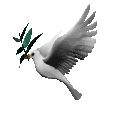 white dove with olive branch  animations