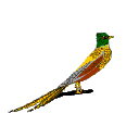 pheasant  animations