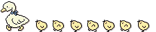 duck with chicks  animations