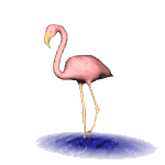 flamingo  animations