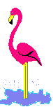 flamingo animation
