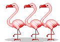 group of flamingos animation