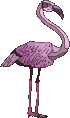flamingo animation