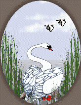 swan  animations
