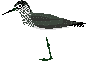 sandpiper  animations