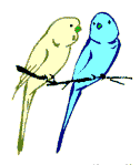 pair of budgies  animations