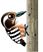 woodpecker  animations