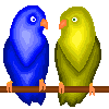 blue and yellow lovebirds  animations