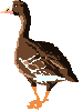 goose  animations