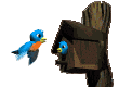 bluebirds nest box  animations