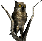 owl animation