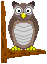 owl animation