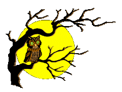 owl animation
