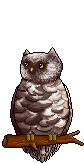 owl animation