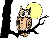 owl on branch of tree  animations