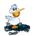 pelican and fish  animations