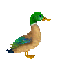 duck  animations