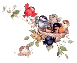 nest of birds  animations