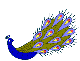 peacock  animations