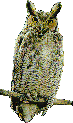 owl  animations