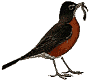 bird with worm  animations