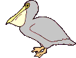 pelican  animations