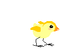 jumping chick animation