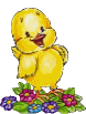 chick on flowers animation