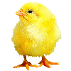fluffy chick animation