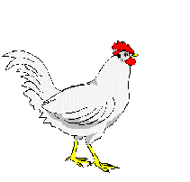 white chicken pecking animation